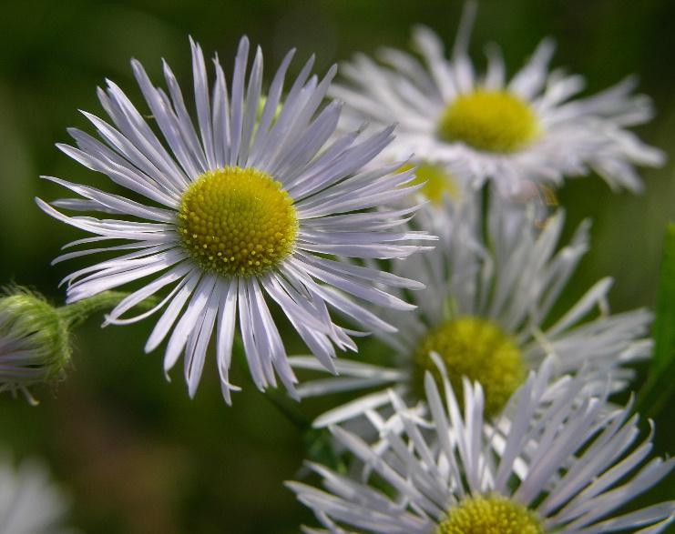 Erigeron annuus / Cspica annua